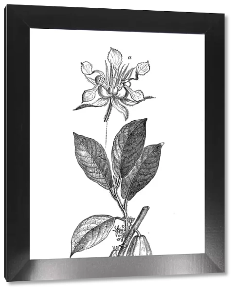 Botany plants antique engraving illustration: Theobroma cacao, cacao tree, cocoa tree