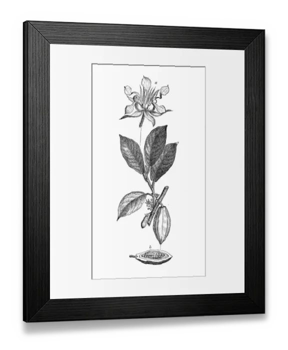 Framed Print : Botany plants antique engraving illustration: Theobroma cacao, cacao tree, cocoa tree