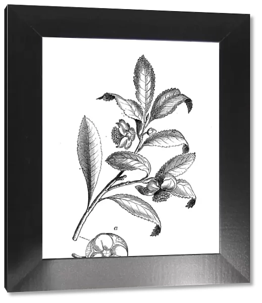 Botany plants antique engraving illustration: Camellia sinensis