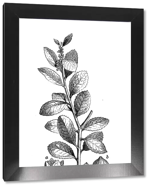 Botany plants antique engraving illustration: Yerba mate, Ilex paraguariensis