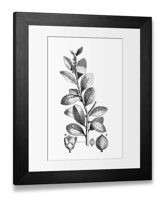 Framed Print : Botany plants antique engraving illustration: Yerba mate, Ilex paraguariensis Framed Print : Botany plants antique engraving illustration: Yerba mate, Ilex paraguariensis
