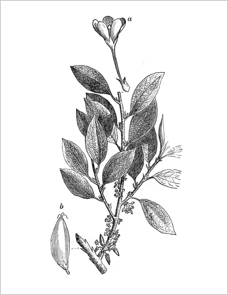 Botany plants antique engraving illustration: Erythroxylum coca, coca