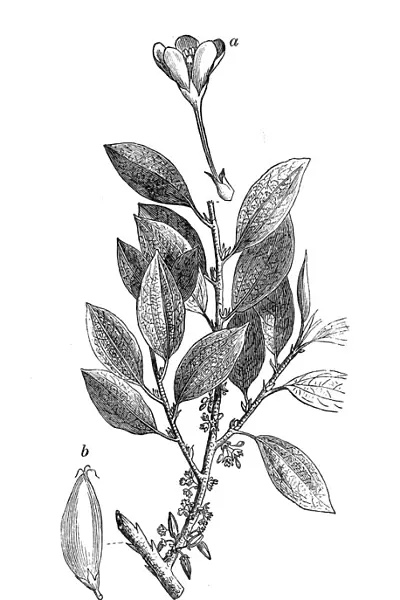 Botany plants antique engraving illustration: Erythroxylum coca, coca