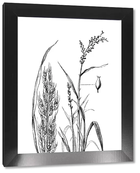 Botany plants antique engraving illustration: Oryza sativa (Asian rice)