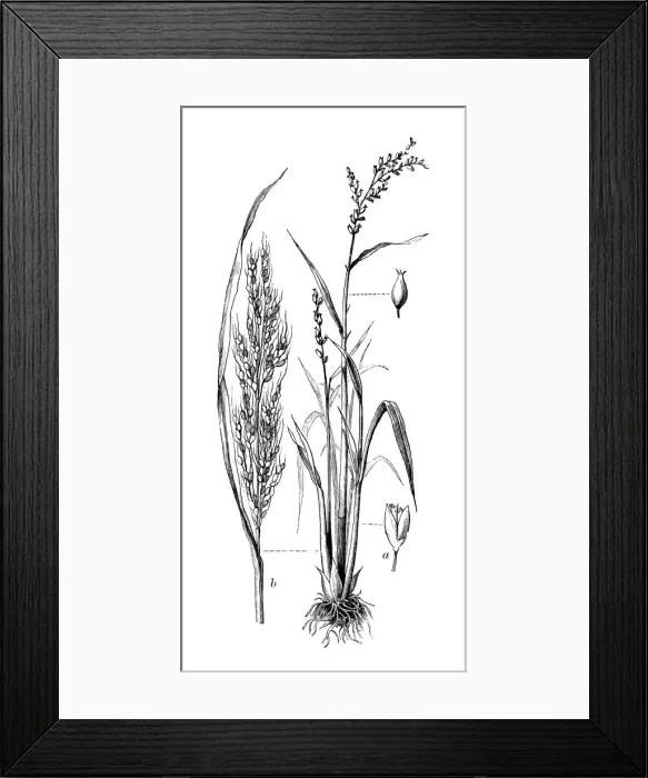 Framed Print : Botany plants antique engraving illustration: Oryza sativa (Asian rice) Framed Print : Botany plants antique engraving illustration: Oryza sativa (Asian rice)