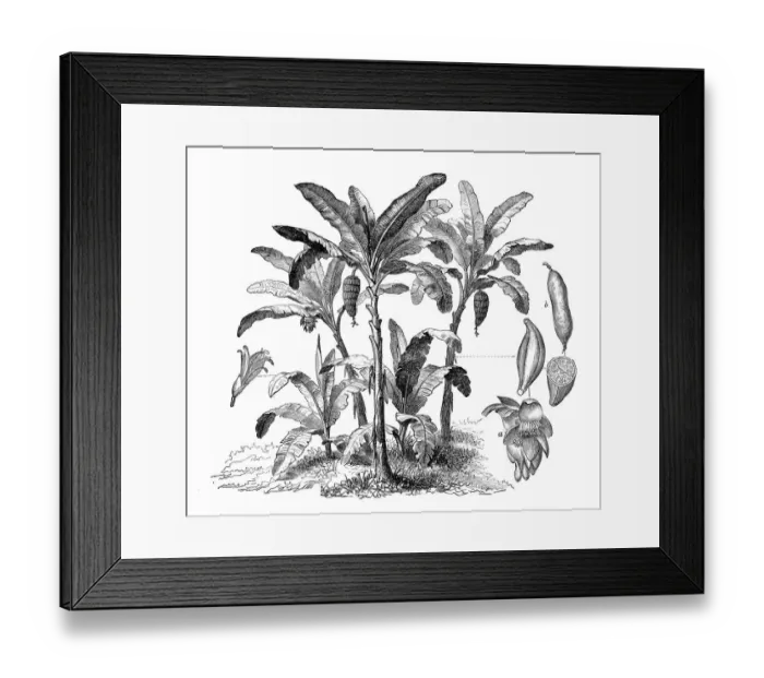 Framed Print : Botany plants antique engraving illustration: Musa sapientum, Banana Tree Framed Print : Botany plants antique engraving illustration: Musa sapientum, Banana Tree