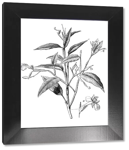 Botany plants antique engraving illustration: Maranta arundinacea, arrowroot, maranta