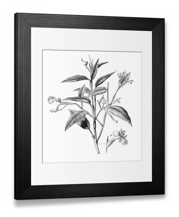 Framed Print : Botany plants antique engraving illustration: Maranta arundinacea, arrowroot, maranta Framed Print : Botany plants antique engraving illustration: Maranta arundinacea, arrowroot, maranta