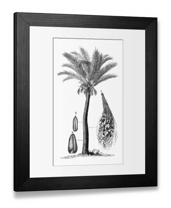 Framed Print : Botany plants antique engraving illustration: Phoenix dactylifera, date palm Framed Print : Botany plants antique engraving illustration: Phoenix dactylifera, date palm