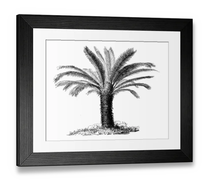 Framed Print : Botany plants antique engraving illustration: Cycas revoluta (Sotetsu, sago palm) Framed Print : Botany plants antique engraving illustration: Cycas revoluta (Sotetsu, sago palm)