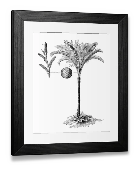 Framed Print : Botany plants antique engraving illustration: Metroxylon sagu (true sago palm) Framed Print : Botany plants antique engraving illustration: Metroxylon sagu (true sago palm)