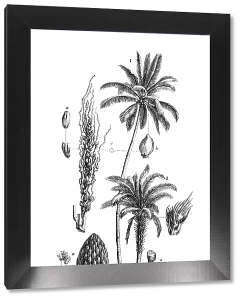 Botany plants antique engraving illustration: Coconut tree, Cocos nucifera