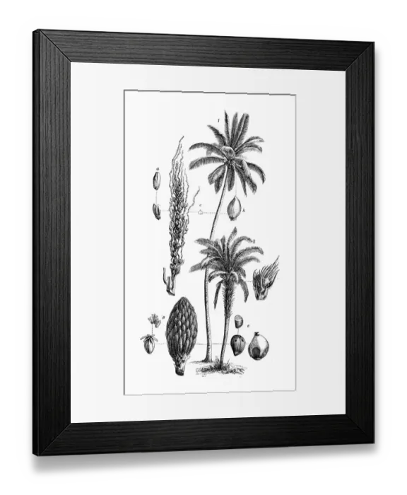 Framed Print : Botany plants antique engraving illustration: Coconut tree, Cocos nucifera Framed Print : Botany plants antique engraving illustration: Coconut tree, Cocos nucifera