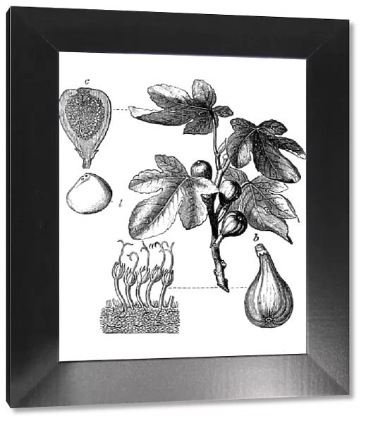 Botany plants antique engraving illustration: Ficus carica, fig tree
