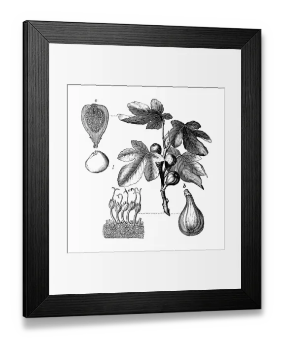 Framed Print : Botany plants antique engraving illustration: Ficus carica, fig tree Framed Print : Botany plants antique engraving illustration: Ficus carica, fig tree
