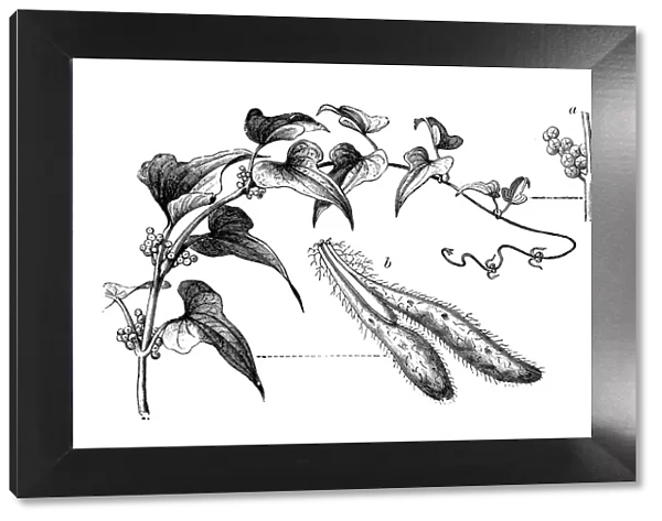 Botany plants antique engraving illustration: Chinese yam (Dioscorea polystachya)