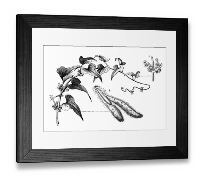 Framed Print : Botany plants antique engraving illustration: Chinese yam (Dioscorea polystachya)