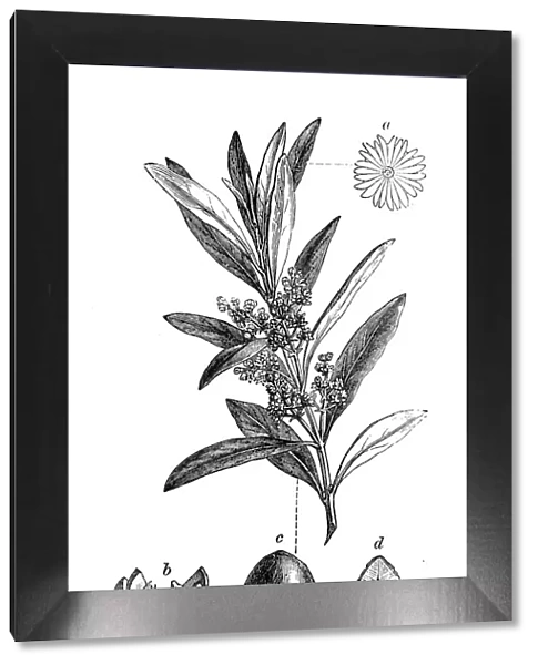 Botany plants antique engraving illustration: Olea europaea, Olive tree