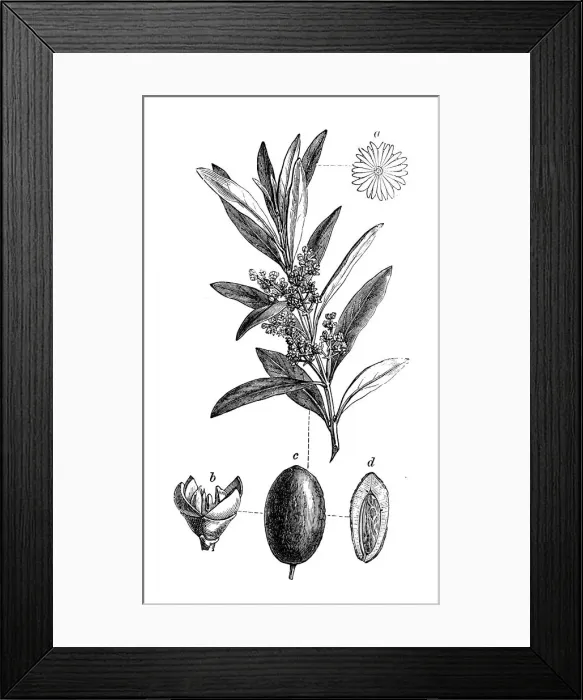 Framed Print : Botany plants antique engraving illustration: Olea europaea, Olive tree Framed Print : Botany plants antique engraving illustration: Olea europaea, Olive tree