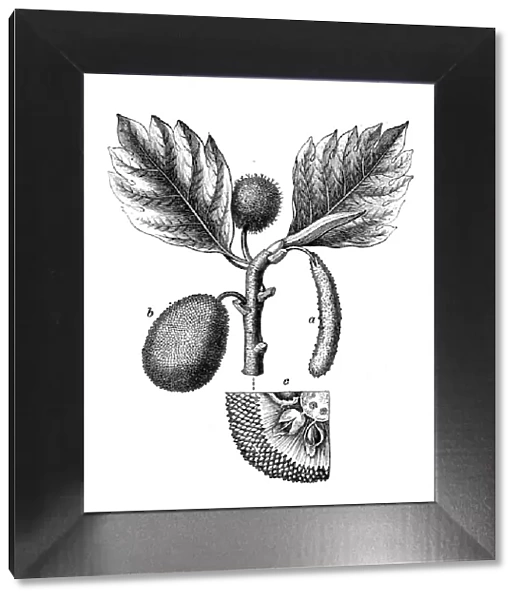 Botany plants antique engraving illustration: Breadfruit, Artocarpus altilis