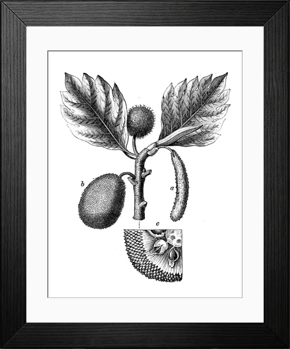Framed Print : Botany plants antique engraving illustration: Breadfruit, Artocarpus altilis Framed Print : Botany plants antique engraving illustration: Breadfruit, Artocarpus altilis