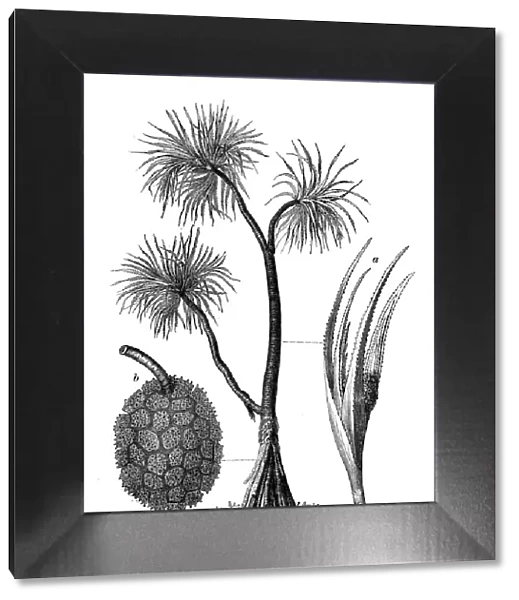 Botany plants antique engraving illustration: Pandanus odorifer, screw-pine