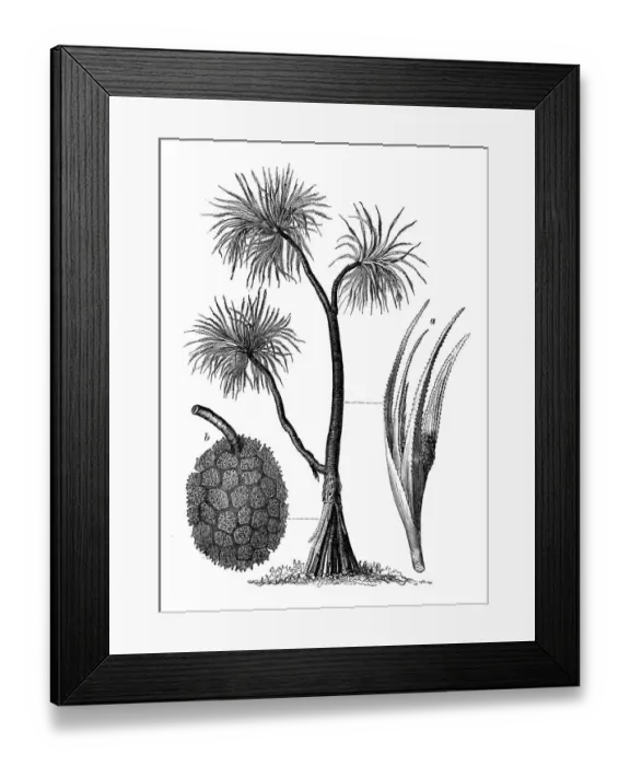 Framed Print : Botany plants antique engraving illustration: Pandanus odorifer, screw-pine Framed Print : Botany plants antique engraving illustration: Pandanus odorifer, screw-pine
