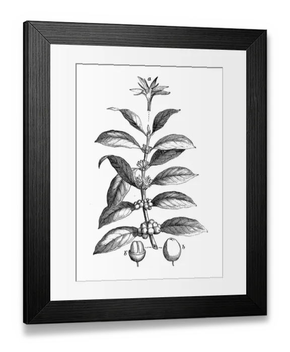 Framed Print : Botany plants antique engraving illustration: Coffea arabica, Arabian coffee Framed Print : Botany plants antique engraving illustration: Coffea arabica, Arabian coffee