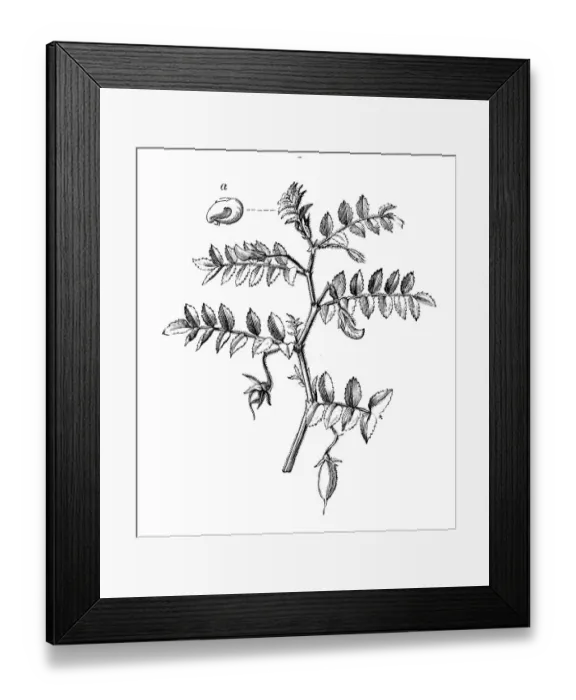 Framed Print : Botany plants antique engraving illustration: Chick pea (Cicer arietinum) Framed Print : Botany plants antique engraving illustration: Chick pea (Cicer arietinum)