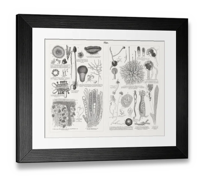 Framed Print : Mycelium of mushrooms (greatly enlarged), wood engravings, published in 1897 Framed Print : Mycelium of mushrooms (greatly enlarged), wood engravings, published in 1897