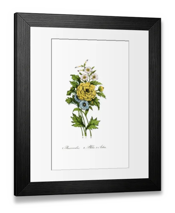Framed Print : hand painted illustration of Ranunculus, Phlox and Aster
