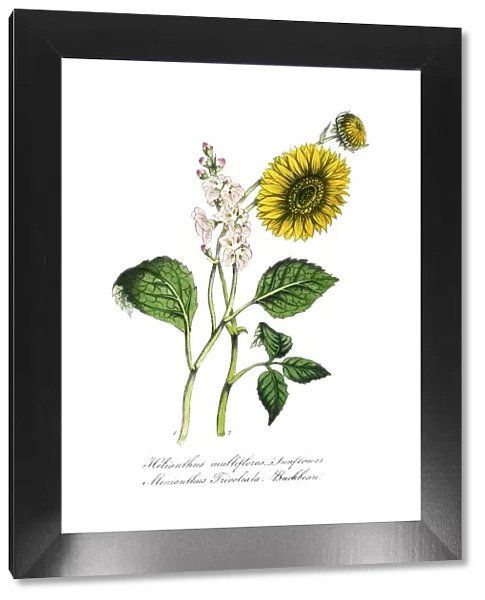 hand painted illustration of sunflower, Helianthus multiflorus, and buckbean, Menyanthus trivoliata