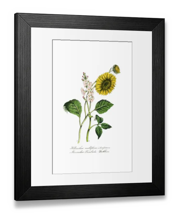 Framed Print : hand painted illustration of sunflower, Helianthus multiflorus, and buckbean, Menyanthus trivoliata Framed Print : hand painted illustration of sunflower, Helianthus multiflorus, and buckbean, Menyanthus trivoliata
