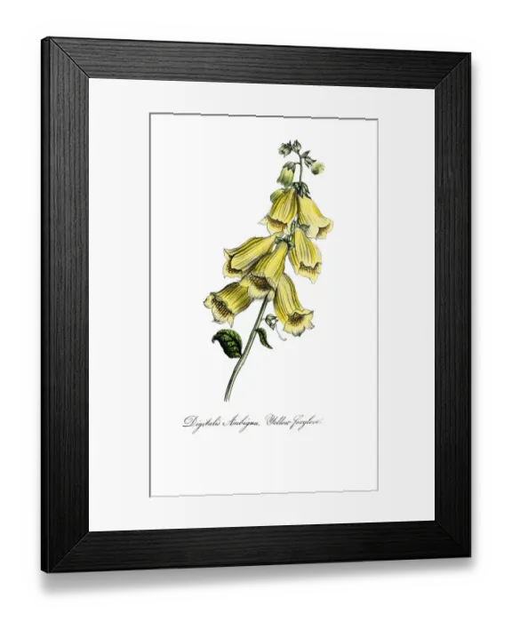 Framed Print : hand painted illustration of yellow foxglove, Digitalis grandiflora Framed Print : hand painted illustration of yellow foxglove, Digitalis grandiflora