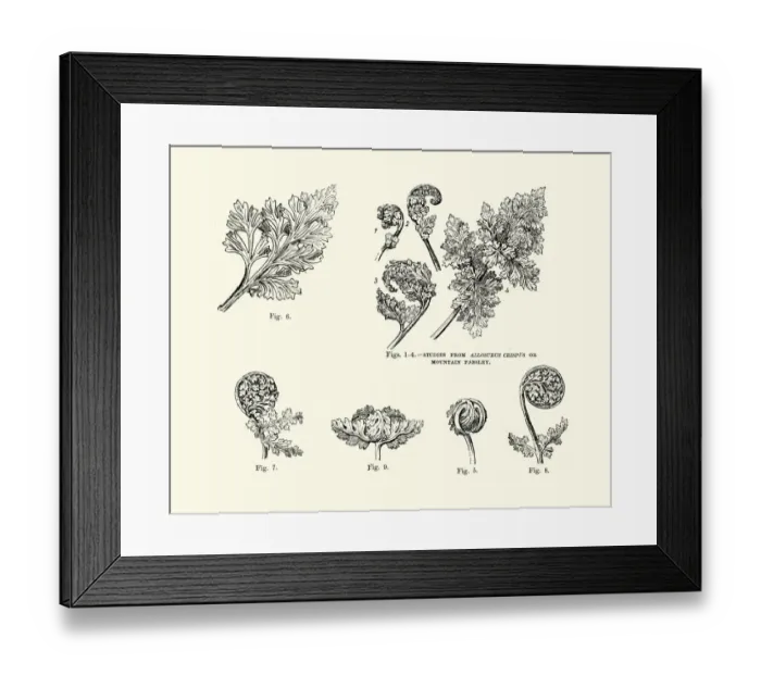 Framed Print : Studies from Allosurus Crispus or Mountain Parsley 19th Century