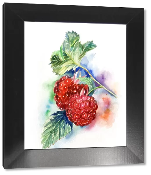 two raspberries on color background. watercolor painting