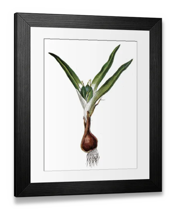 Framed Print : Young narcissus with bulb and roots Framed Print : Young narcissus with bulb and roots