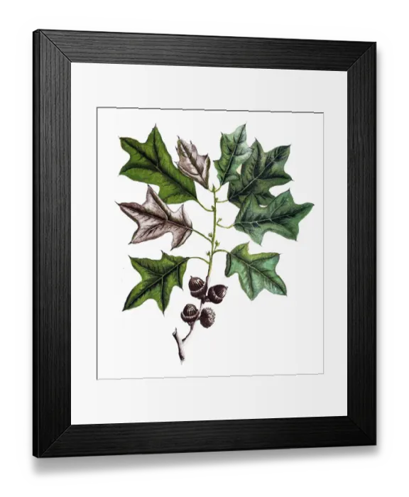 Framed Print : Bears Oak (Quercus banisteri) Framed Print : Bears Oak (Quercus banisteri)