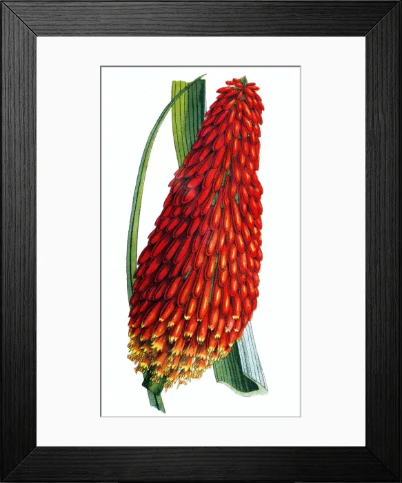 Framed Print : Flame flower (Kniphofia aloides) Framed Print : Flame flower (Kniphofia aloides)