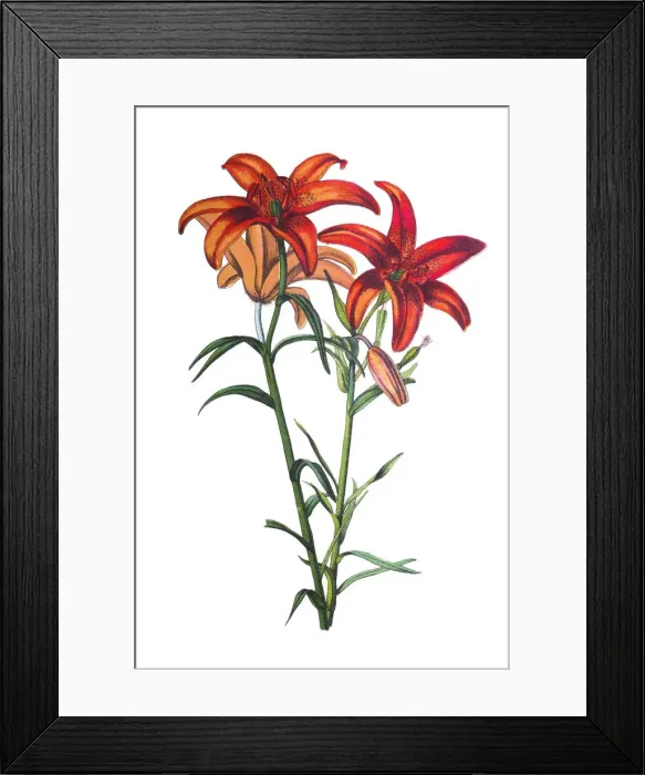 Framed Print : Lilies flower Framed Print : Lilies flower