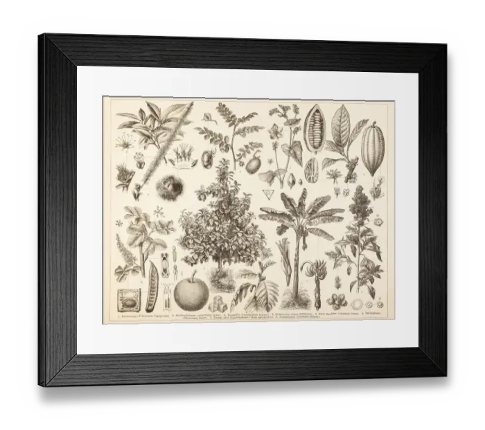 Framed Print : Different chestnut tree cacao illustration Framed Print : Different chestnut tree cacao illustration