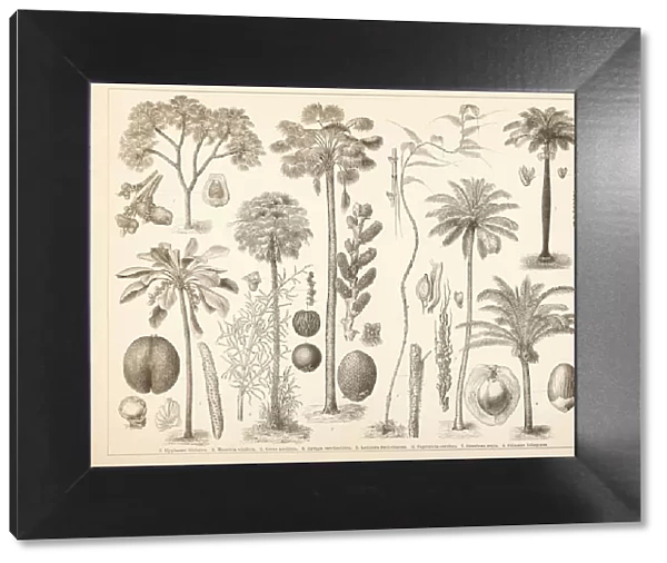 Different palm tree coconut illustration