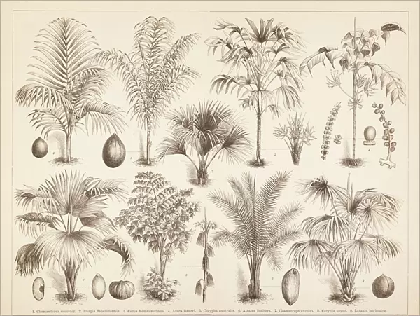 Different palm tree coconut illustration