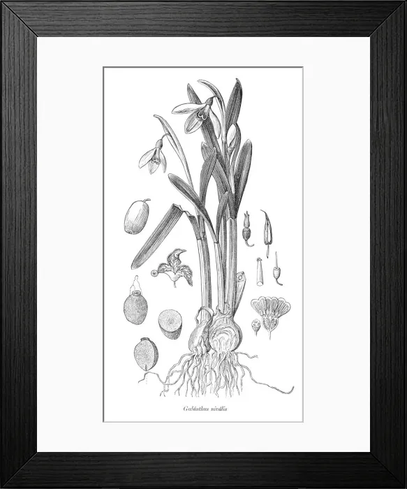 Framed Print : Snowdrop Galanthus nivalis plant illustration 1880 Framed Print : Snowdrop Galanthus nivalis plant illustration 1880