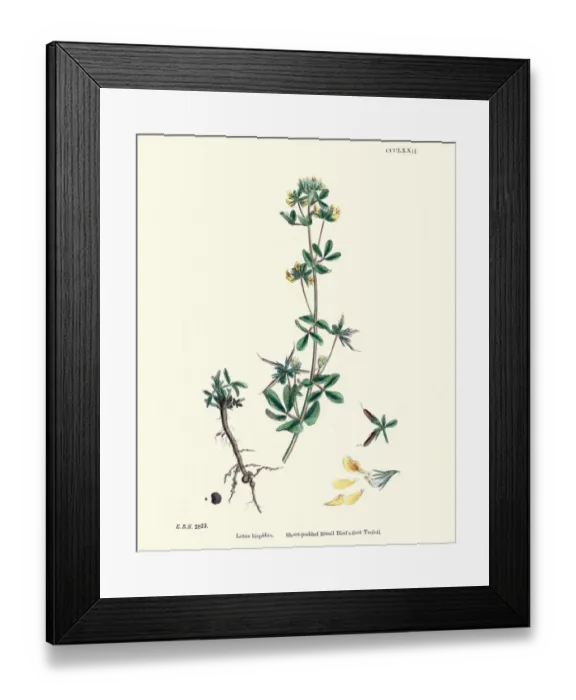 Framed Print : Flora, Lotus hispidus, Short-podded Small Birds foot Trefoil Framed Print : Flora, Lotus hispidus, Short-podded Small Birds foot Trefoil