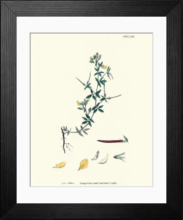 Framed Print : Flora, Lotus Diffusus; Long-Podded Small Bird s-Foot Trefoil