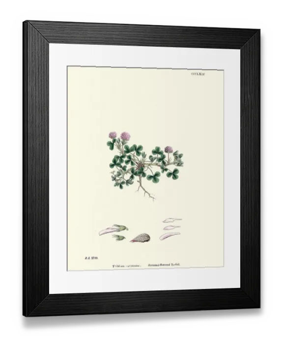 Framed Print : Flora, Trifolium Resupinatum Reversed-Flowered Trefoil Framed Print : Flora, Trifolium Resupinatum Reversed-Flowered Trefoil