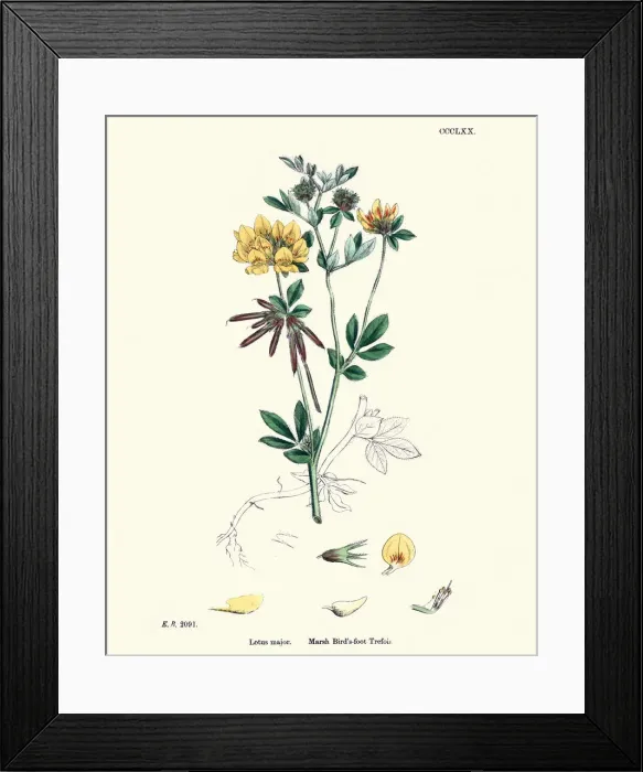 Framed Print : Flora, Lotus pedunculatus, marsh bird s-foot trefoil Framed Print : Flora, Lotus pedunculatus, marsh bird s-foot trefoil