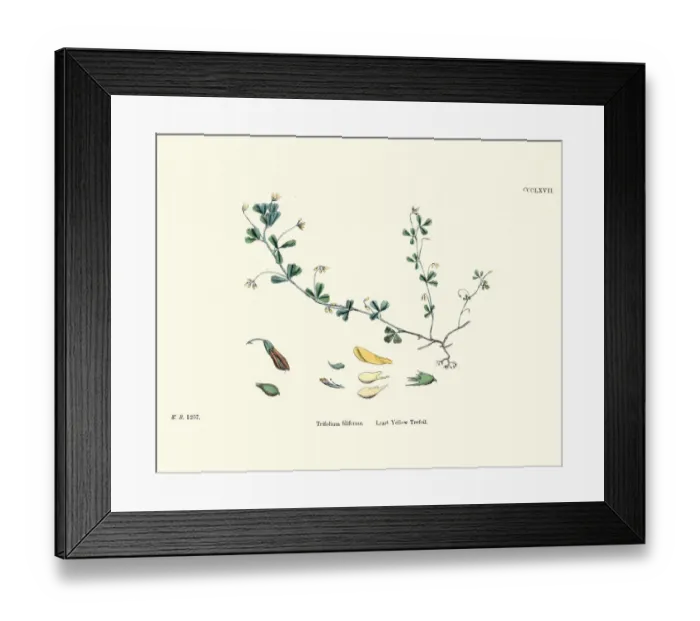 Framed Print : Flora, Least Yellow Trefoil, Trifolium filiforme Framed Print : Flora, Least Yellow Trefoil, Trifolium filiforme