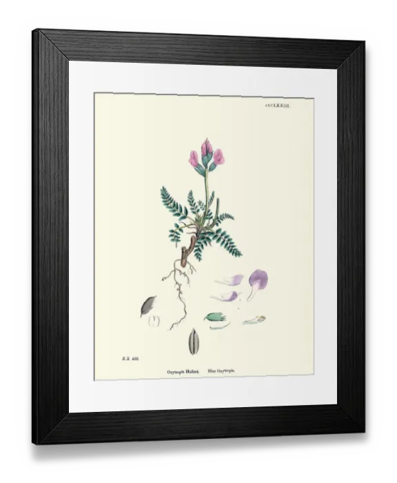 Framed Print : Flora, Oxytropis Halleri, Blue (or Purple) Oxytropis Framed Print : Flora, Oxytropis Halleri, Blue (or Purple) Oxytropis